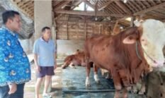 Sapi 1,37 Ton Asal Trenggalek Jadi Hewan Kurban Presiden Prabowo Subianto