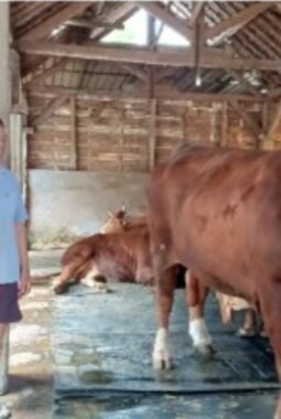 Sapi 1,37 Ton Asal Trenggalek Jadi Hewan Kurban Presiden Prabowo Subianto