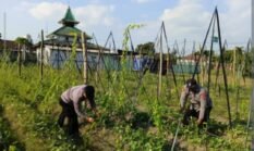 Uwi Ungu Tumbuh Subur, Polsek Wates Intensif Lakukan Pendampingan untuk Dukung Ketahanan Pangan
