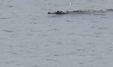 Buaya Muara 3 Meter Muncul di Pantai Sidem, Wisatawan Diminta Waspada